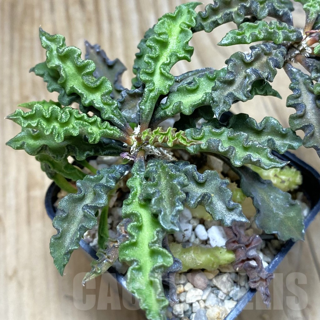 SH1893 Euphorbia decaryi v. spirosticha