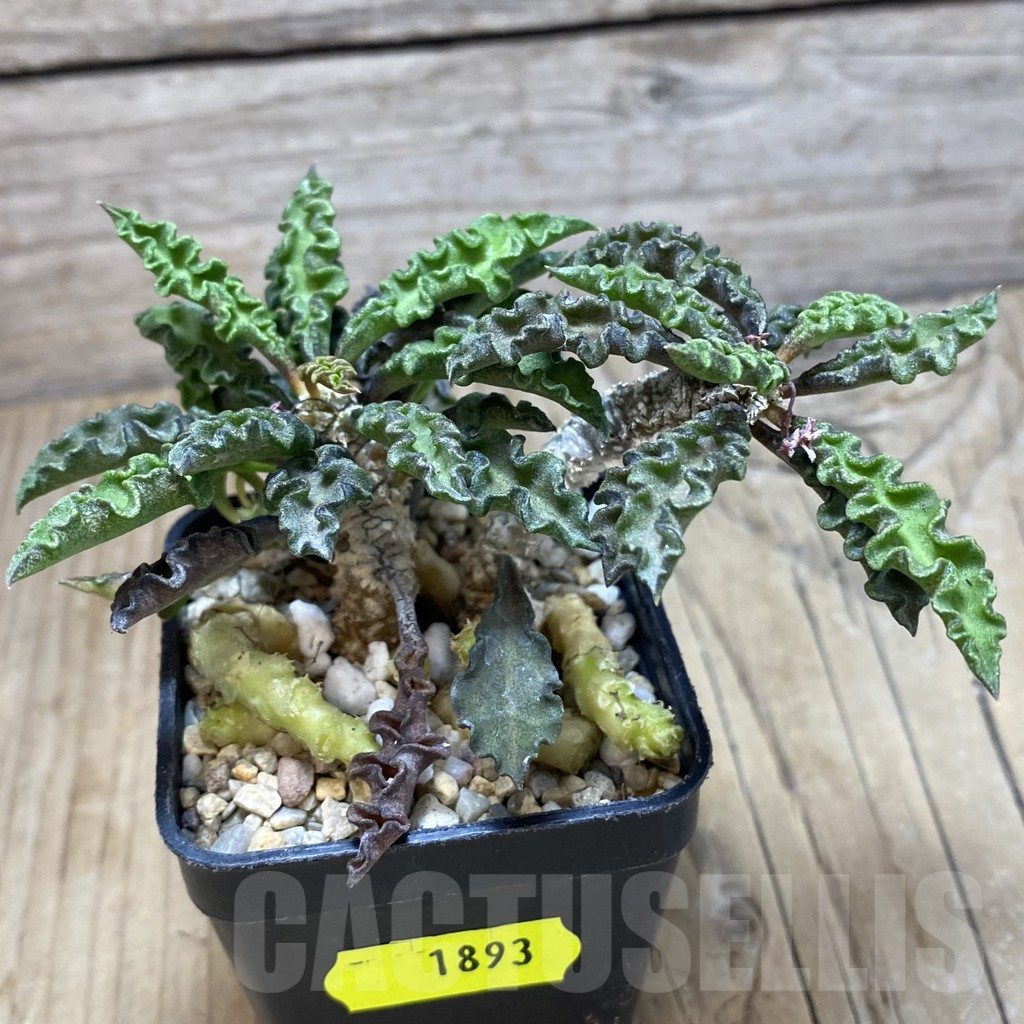 SH1893 Euphorbia decaryi v. spirosticha - immagine 2