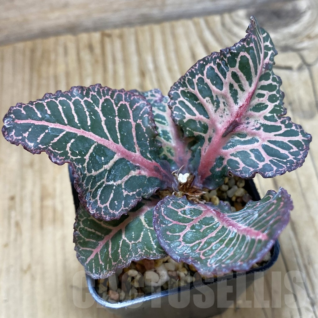 SH1895 Euphorbia francoisii hybrid