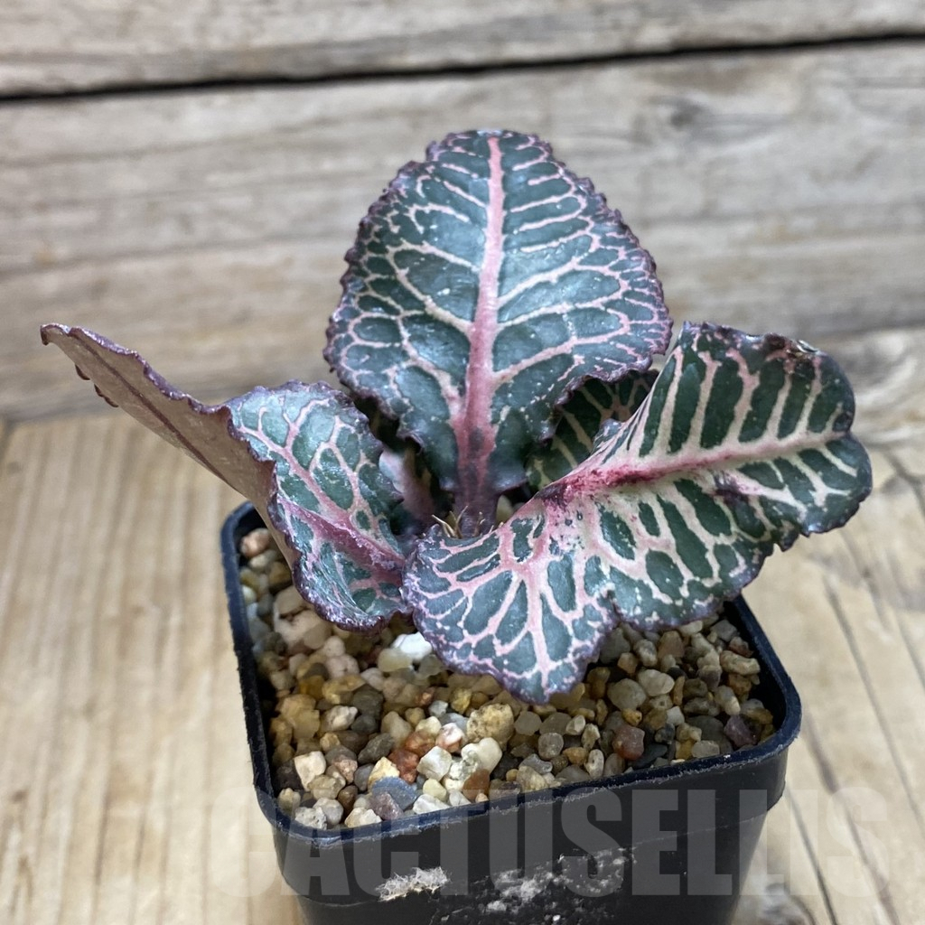 SH1895 Euphorbia francoisii hybrid - Image 2