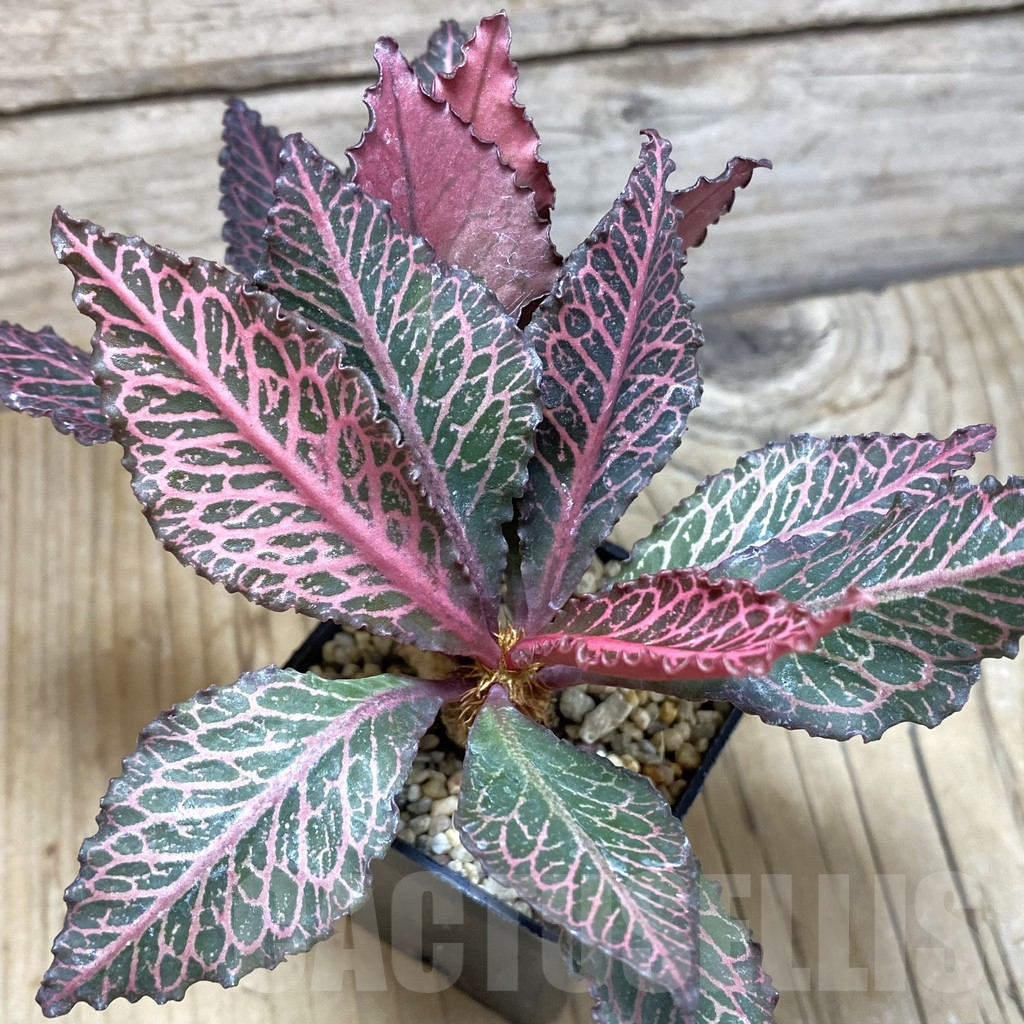 SH1897 Euphorbia francoisii hybrid