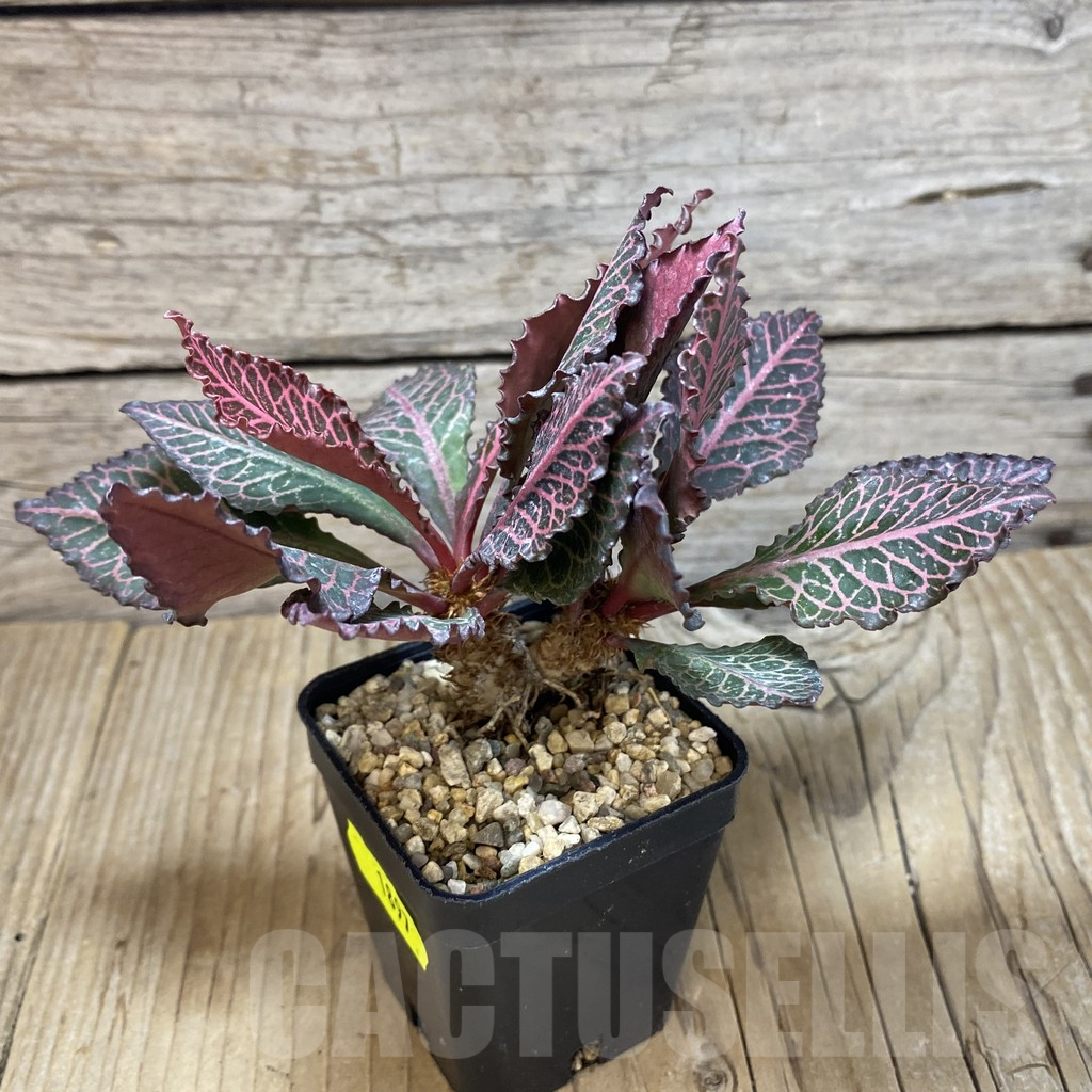 SH1897 Euphorbia francoisii hybrid - Image 2