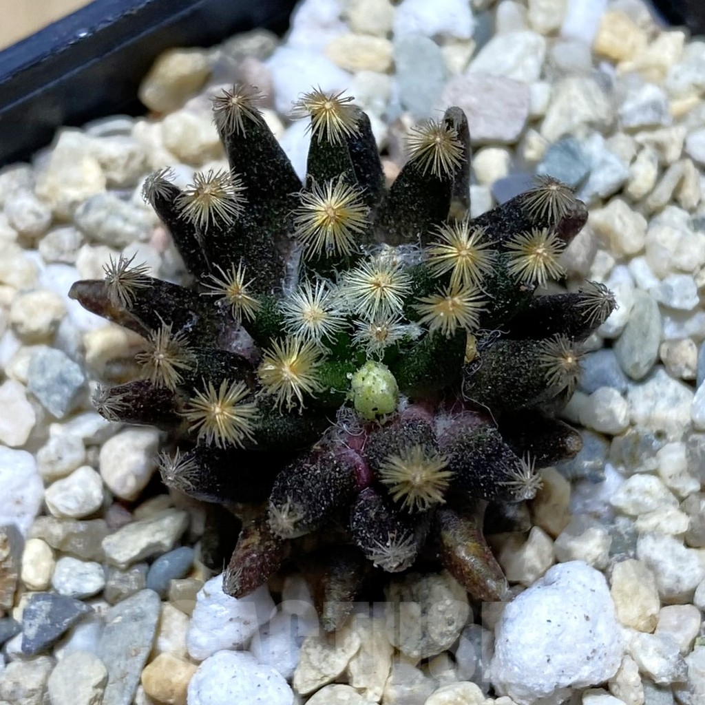 SH1856 Mammillaria schiedeana ‘Kuro Hada’, seedling