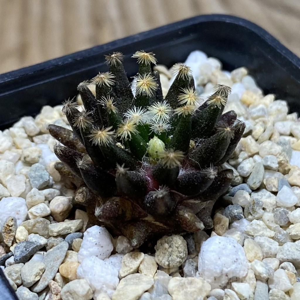 SH1856 Mammillaria schiedeana ‘Kuro Hada’, seedling - Image 2