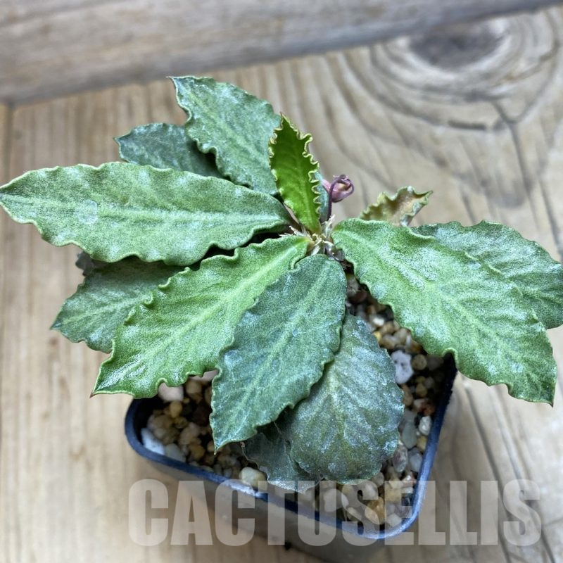 SH1910 Euphorbia decaryi v. spirosticha