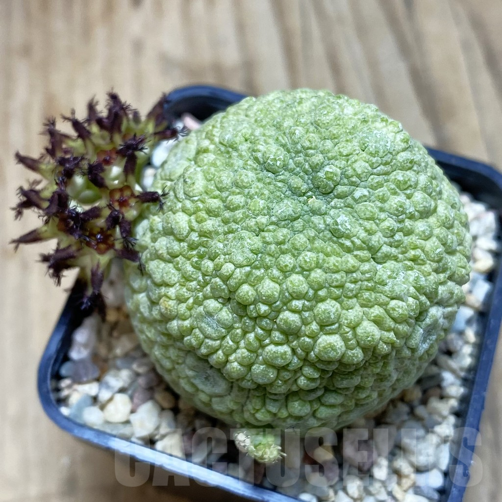SH1851 Pseudolithos migiurtinus