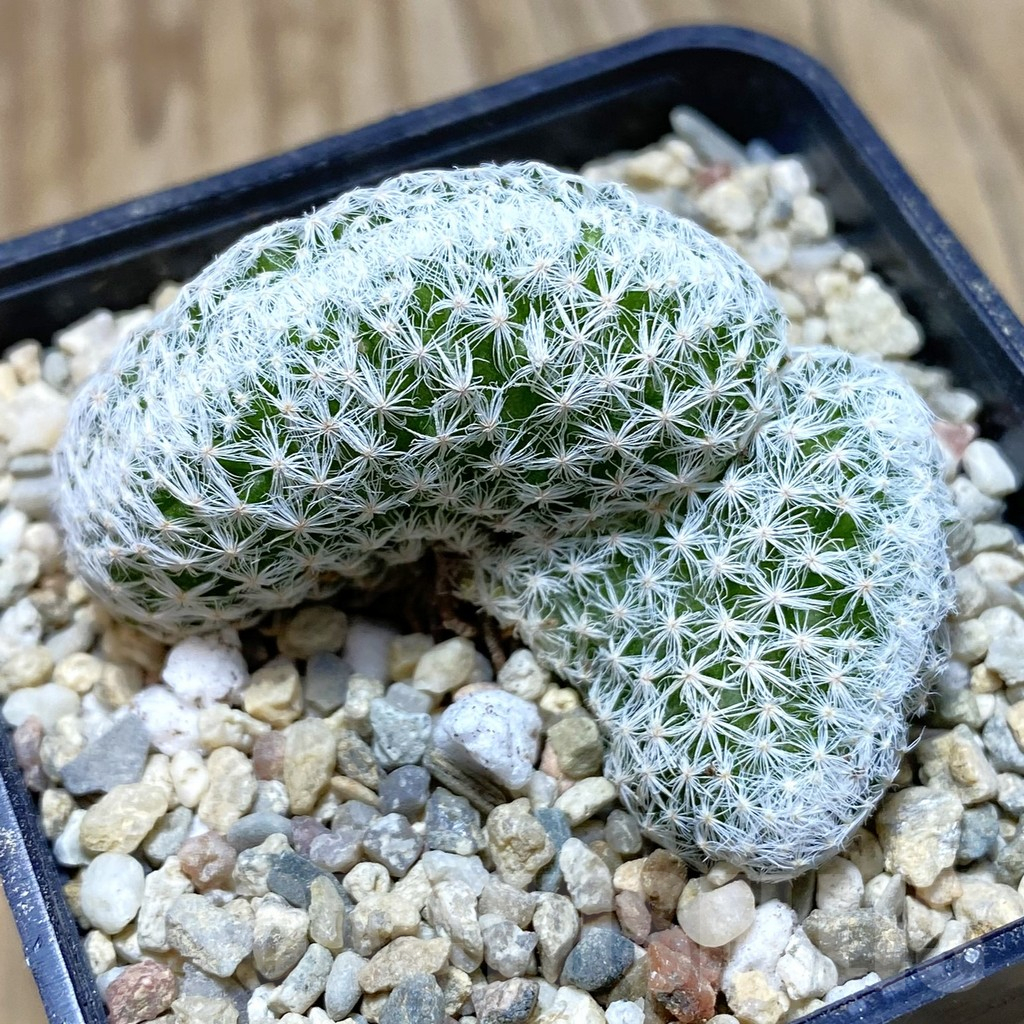 SH1858 Mammillaria humboldtii f. cristata
