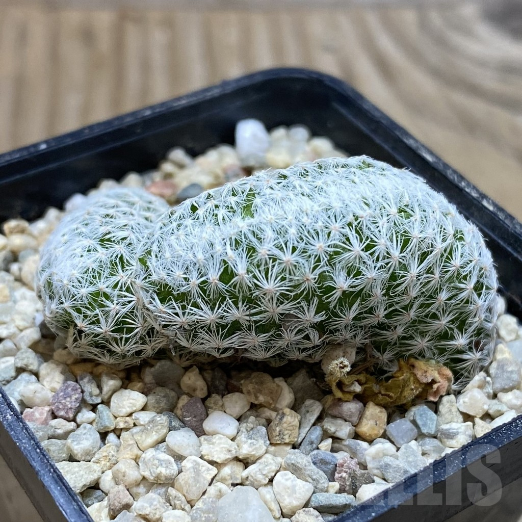 SH1858 Mammillaria humboldtii f. cristata - Obrázek 2