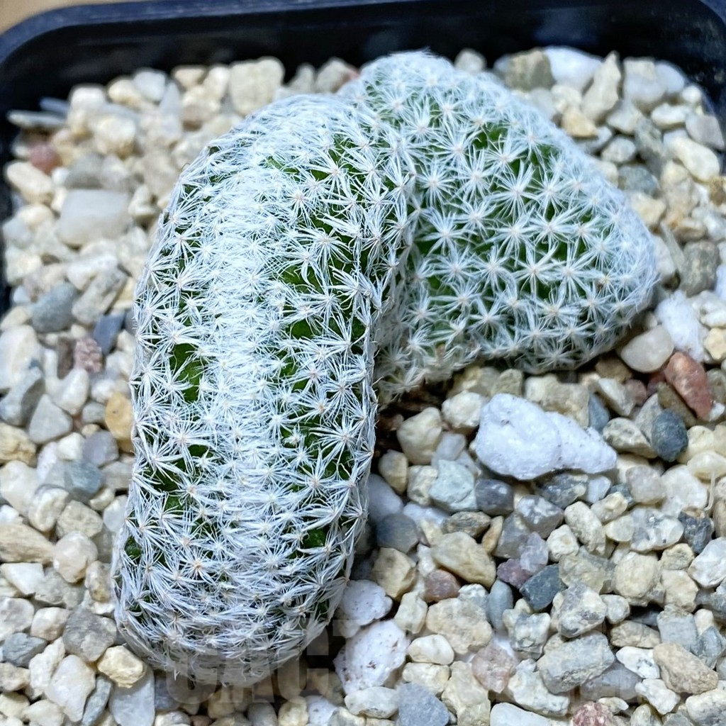 SH1858 Mammillaria humboldtii f. cristata - Obrázek 3