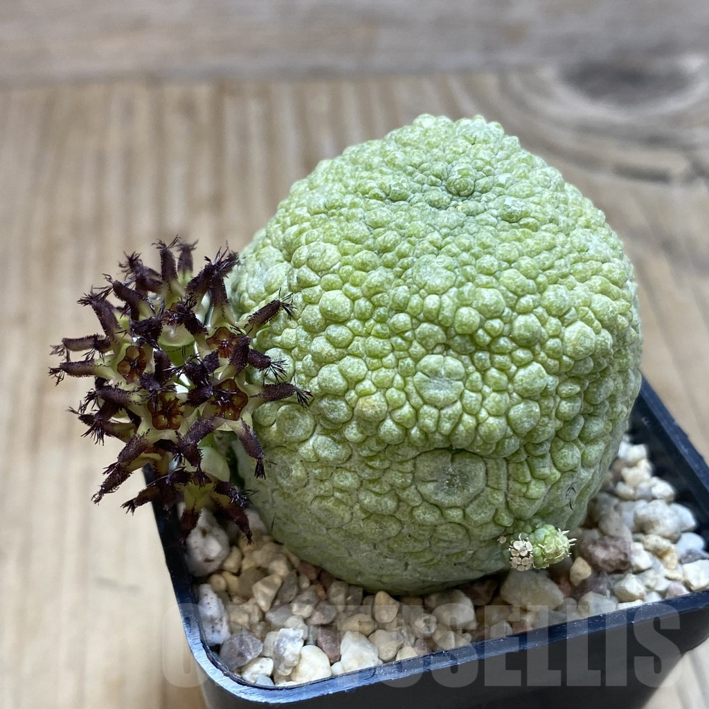 SH1851 Pseudolithos migiurtinus - Image 2