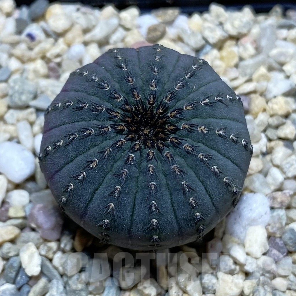 SH1860 Frailea asterioides