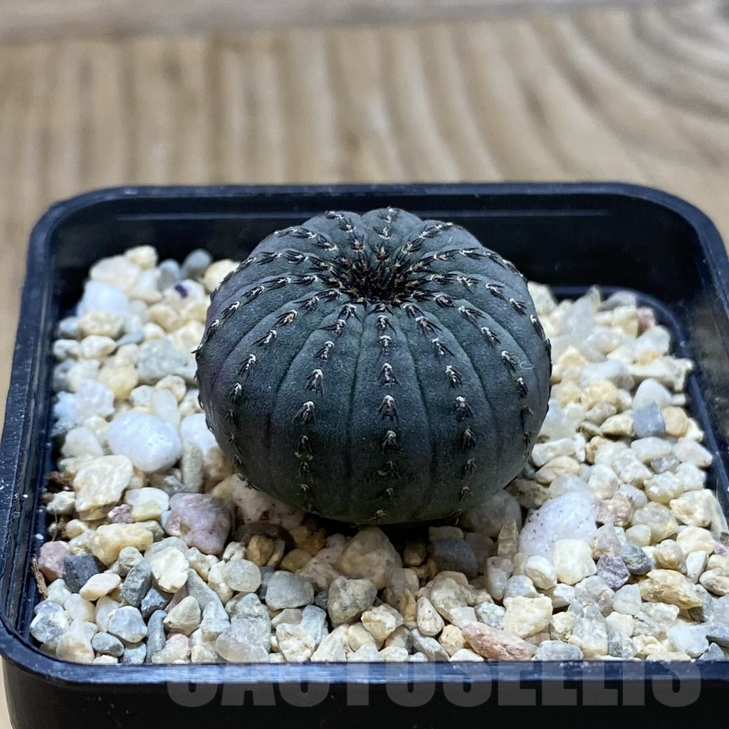 SH1860 Frailea asterioides - 画像 (2)