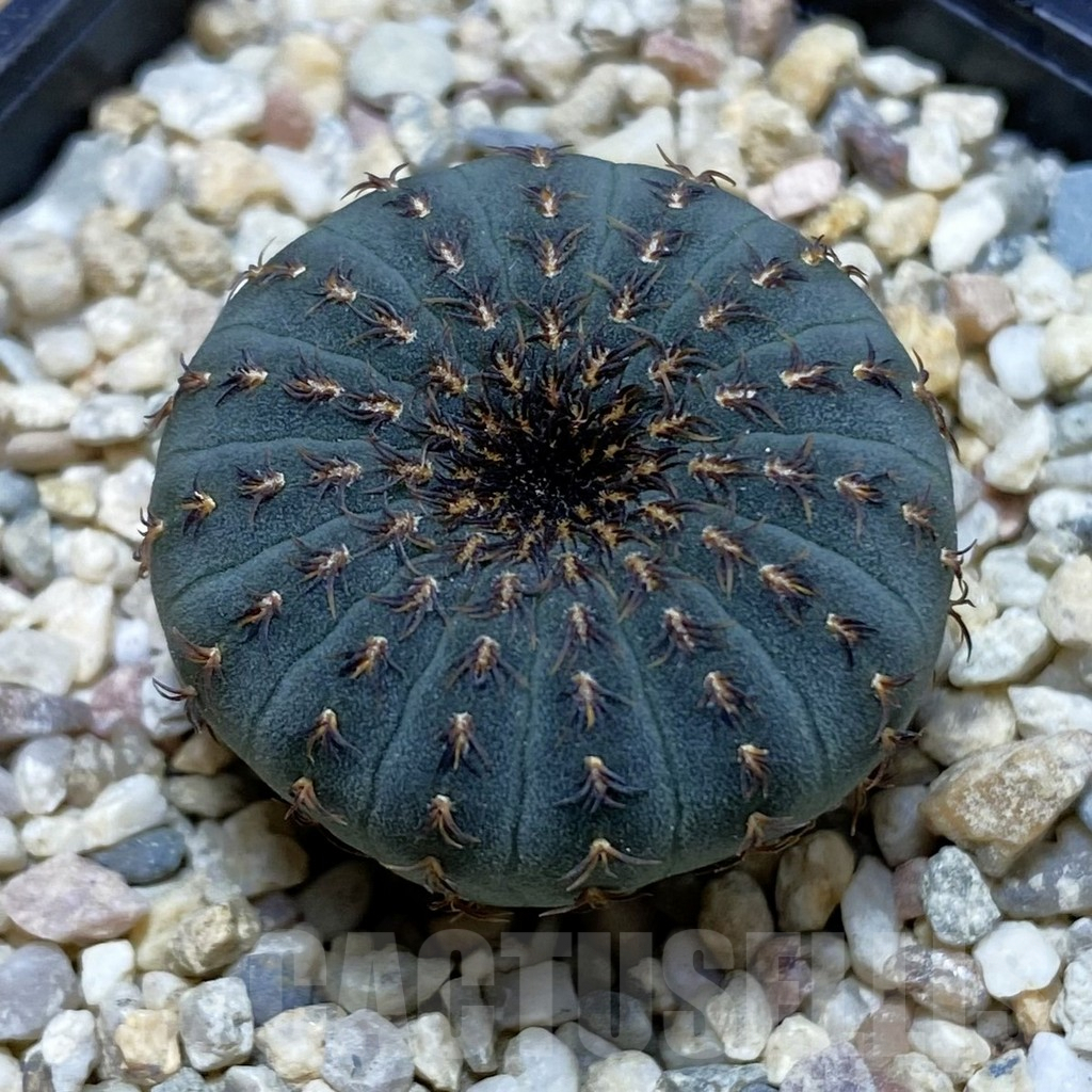 SH1862 Frailea asterioides