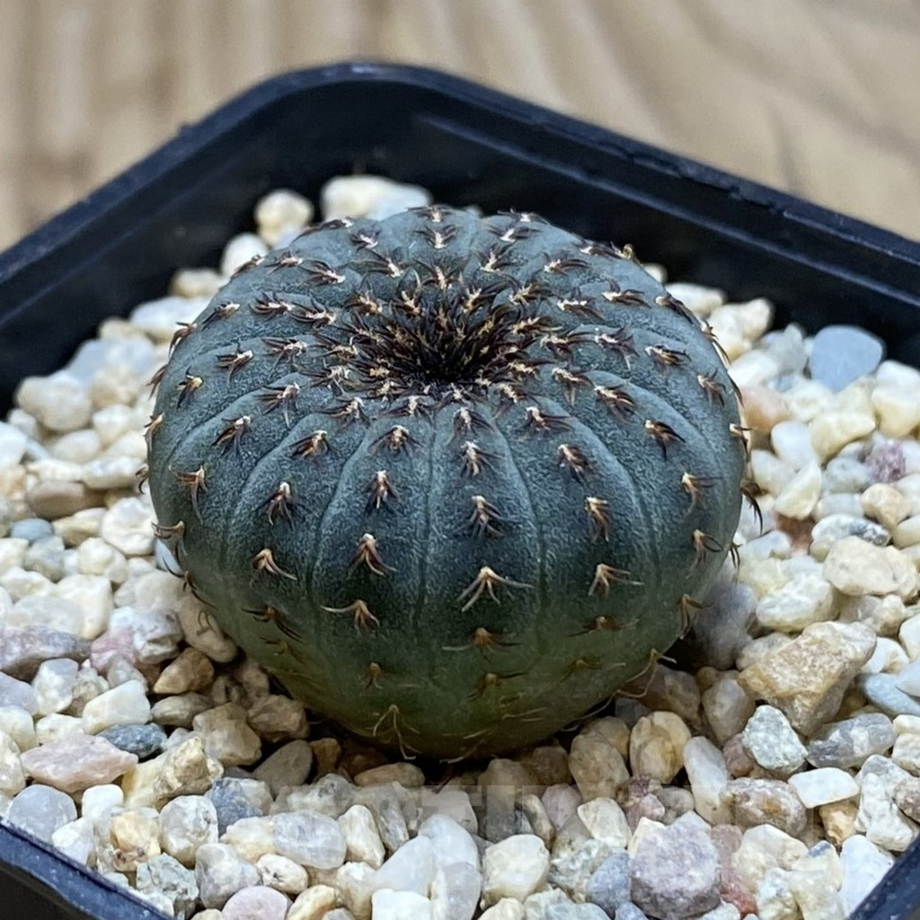 SH1862 Frailea asterioides - Imagen 2