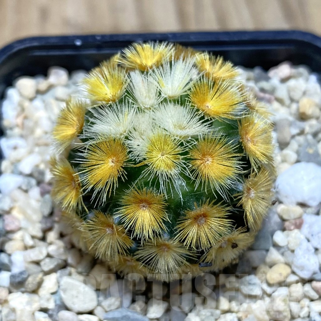 SH1864 Mammillaria carmenae ‘Buddha’, seedling