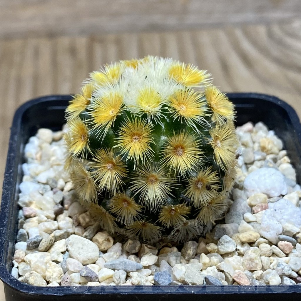 SH1864 Mammillaria carmenae ‘Buddha’, seedling - Obrázek 2