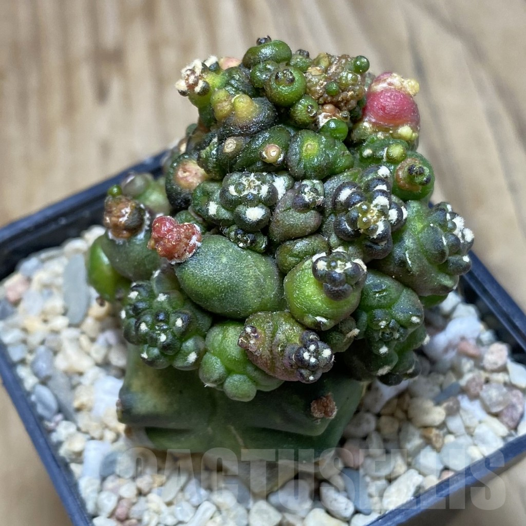 SH1868 Gymnocalycium mihanovichii ‘Transformer’