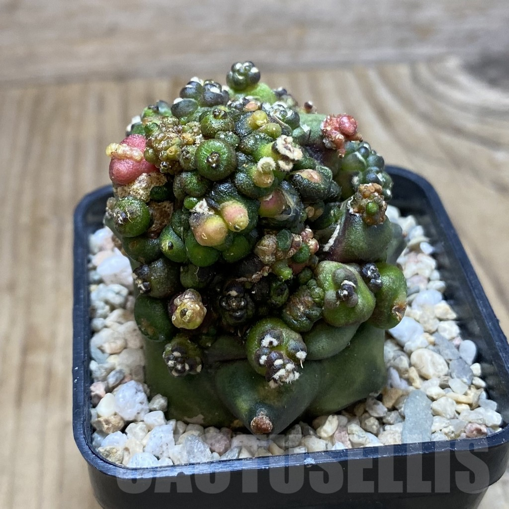 SH1868 Gymnocalycium mihanovichii ‘Transformer’ - Imagen 2