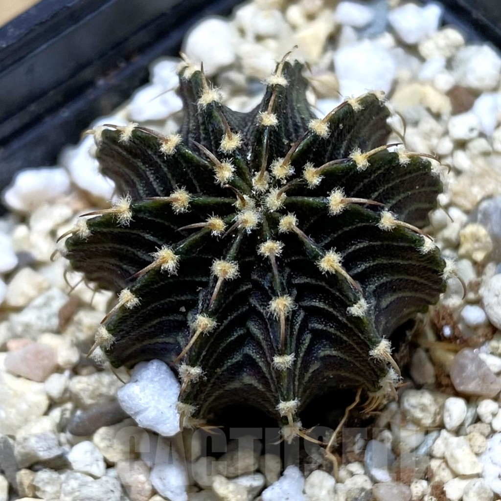 SH1870 Gymnocalycium friedrichii LB