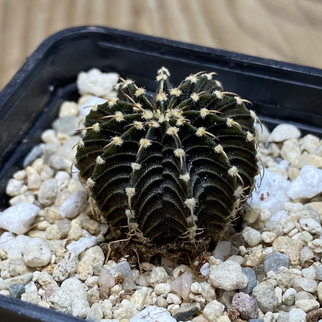 SH1870 Gymnocalycium friedrichii LB - immagine 2