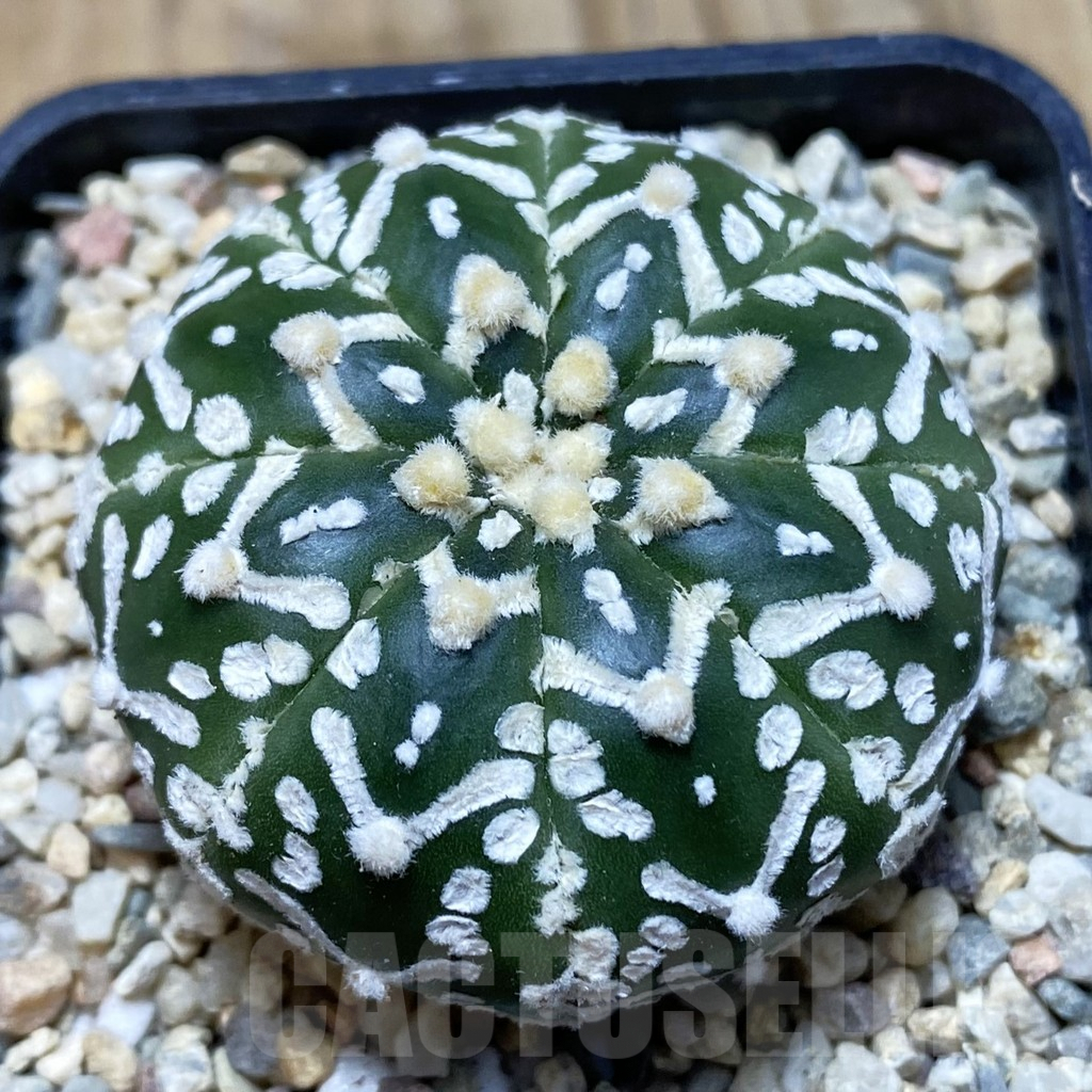 SH1873 Astrophytum asterias ‘Super Kabuto’ V-type f. nudum