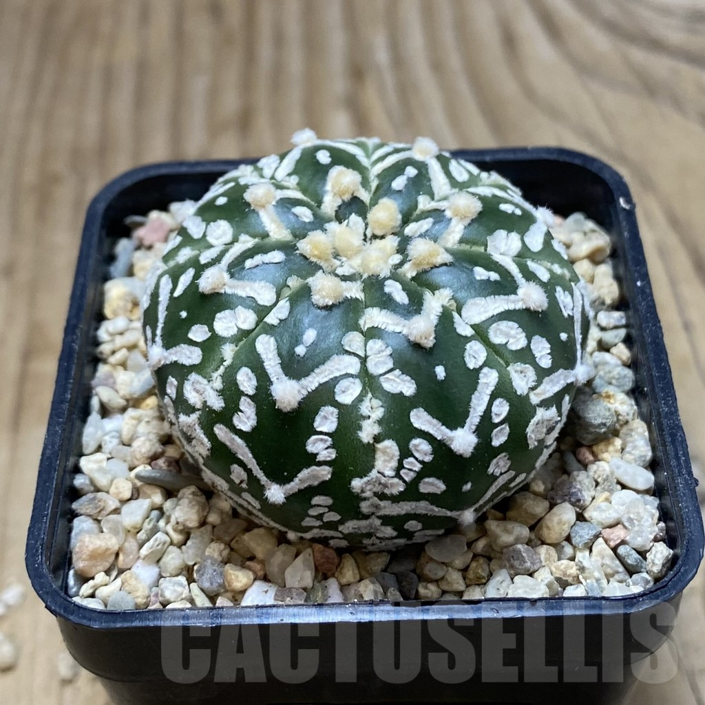SH1873 Astrophytum asterias ‘Super Kabuto’ V-type f. nudum - immagine 2