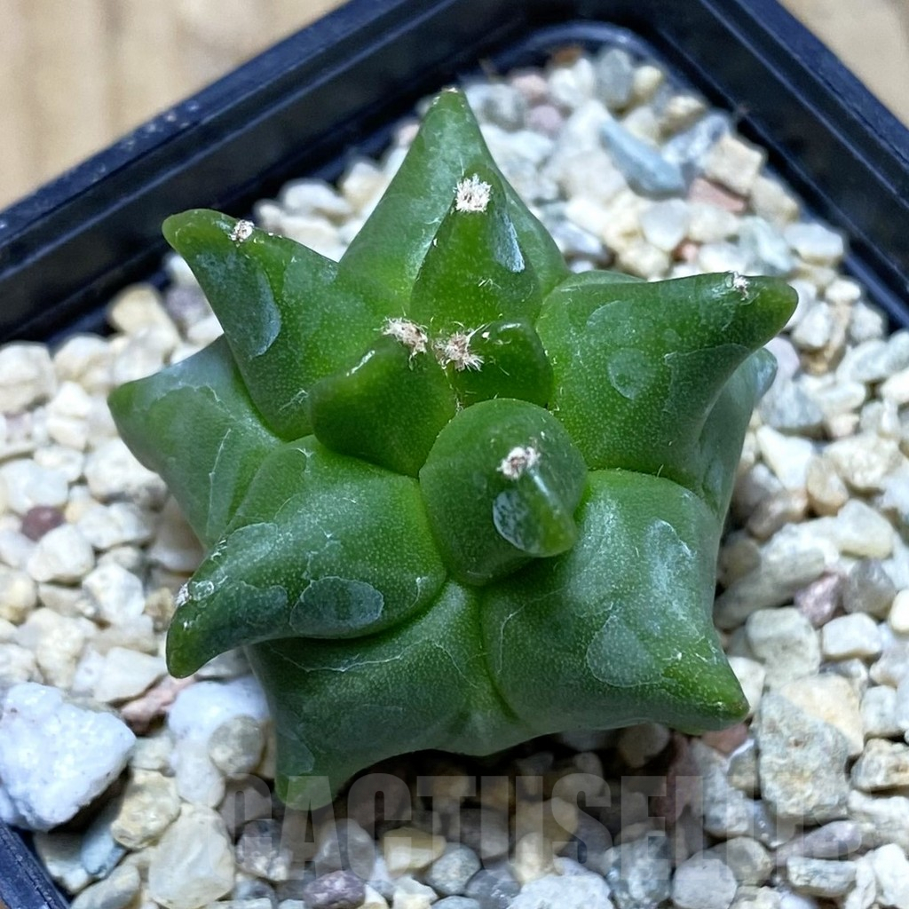 SH1875 Astrophytum myriostigma ‘Kikko’