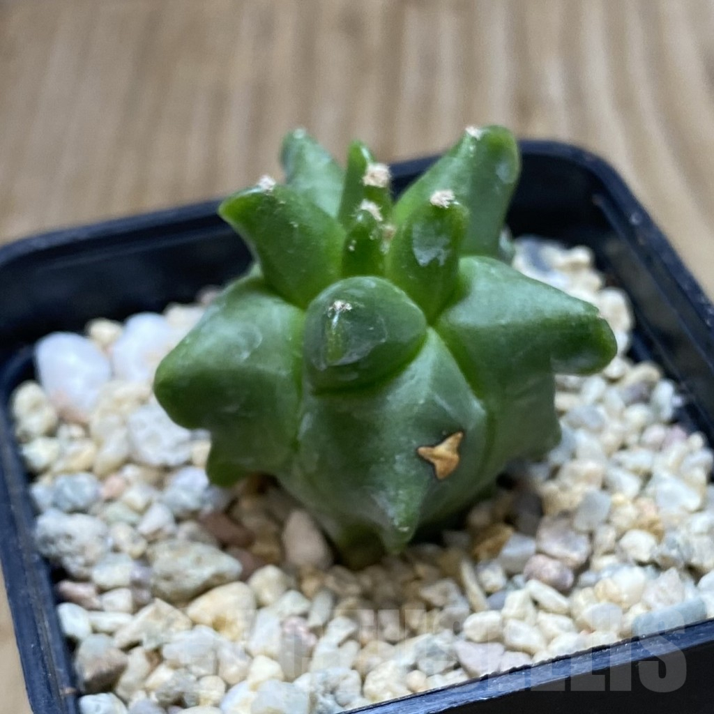 SH1875 Astrophytum myriostigma ‘Kikko’ - 画像 (2)
