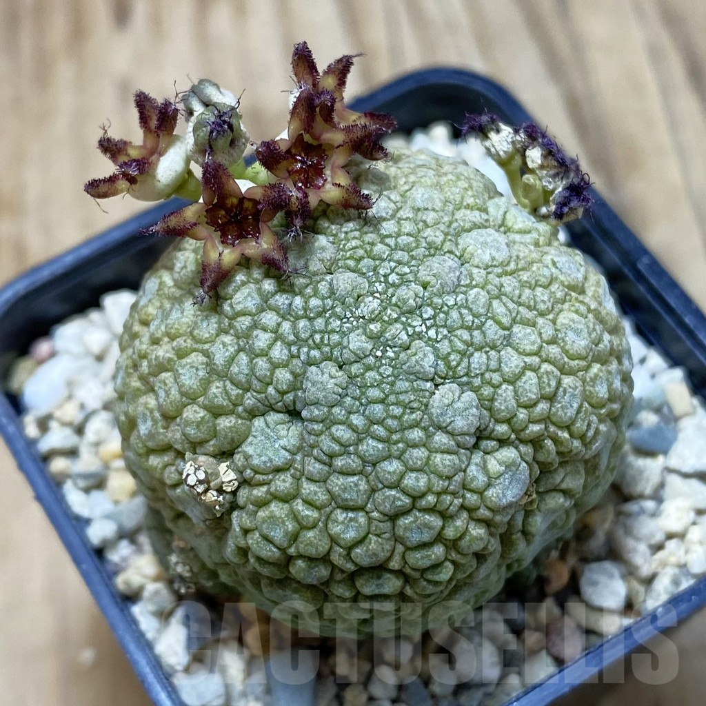 SH1853 Pseudolithos migiurtinus
