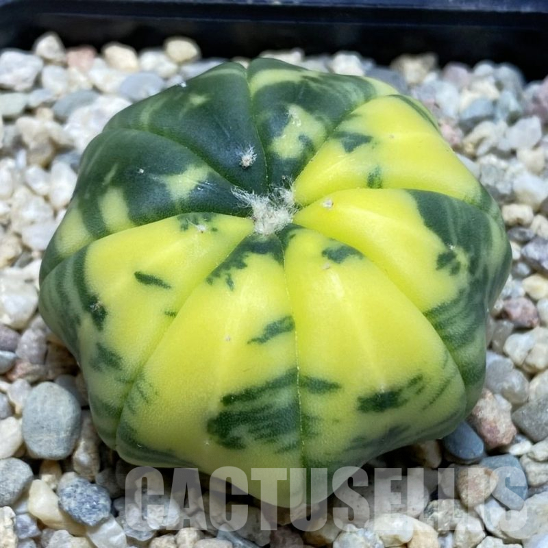 SH1877 Astrophytum asterias f. variegata