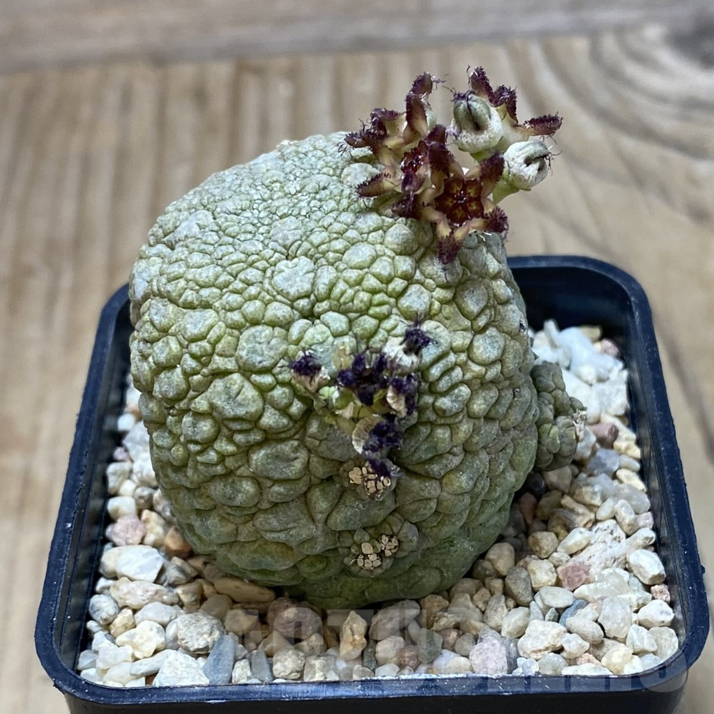 SH1853 Pseudolithos migiurtinus - Image 2