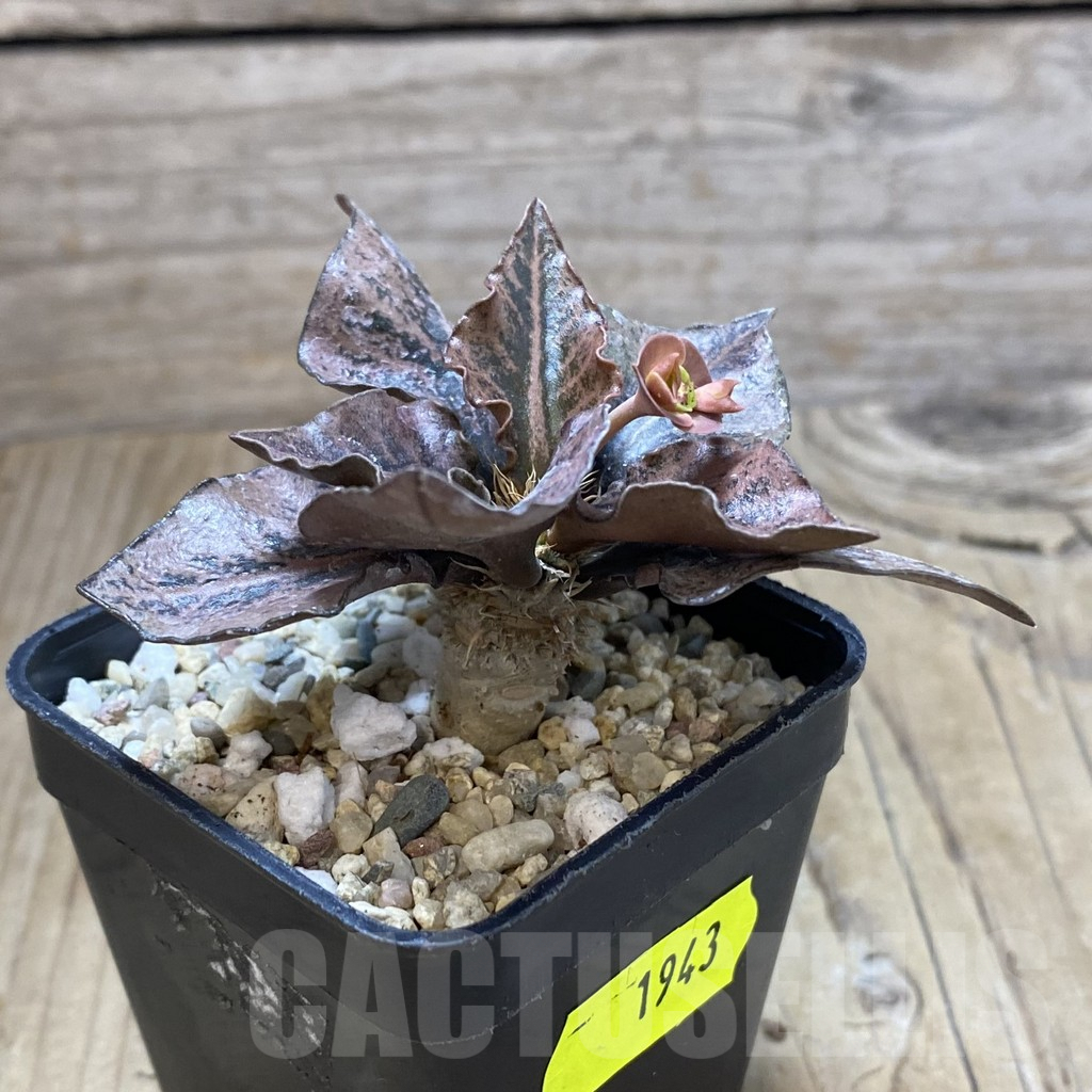 SH1943 Euphorbia francoisii hybrid - Зображення 3