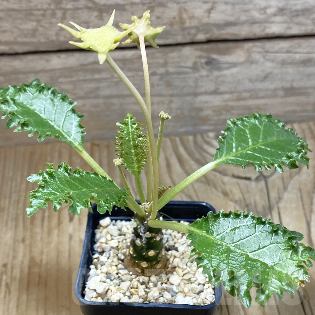 SH1945 Dorstenia horwoodii