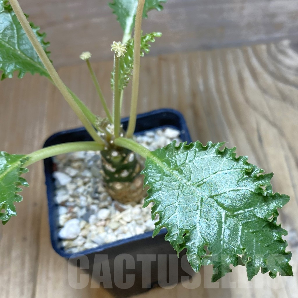 SH1945 Dorstenia horwoodii - immagine 2