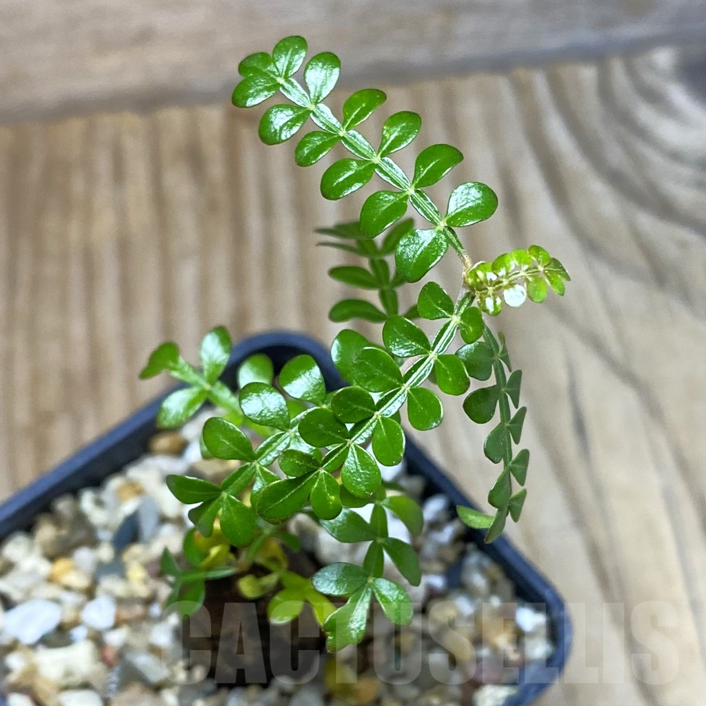 SH1946 Operculicarya decaryi