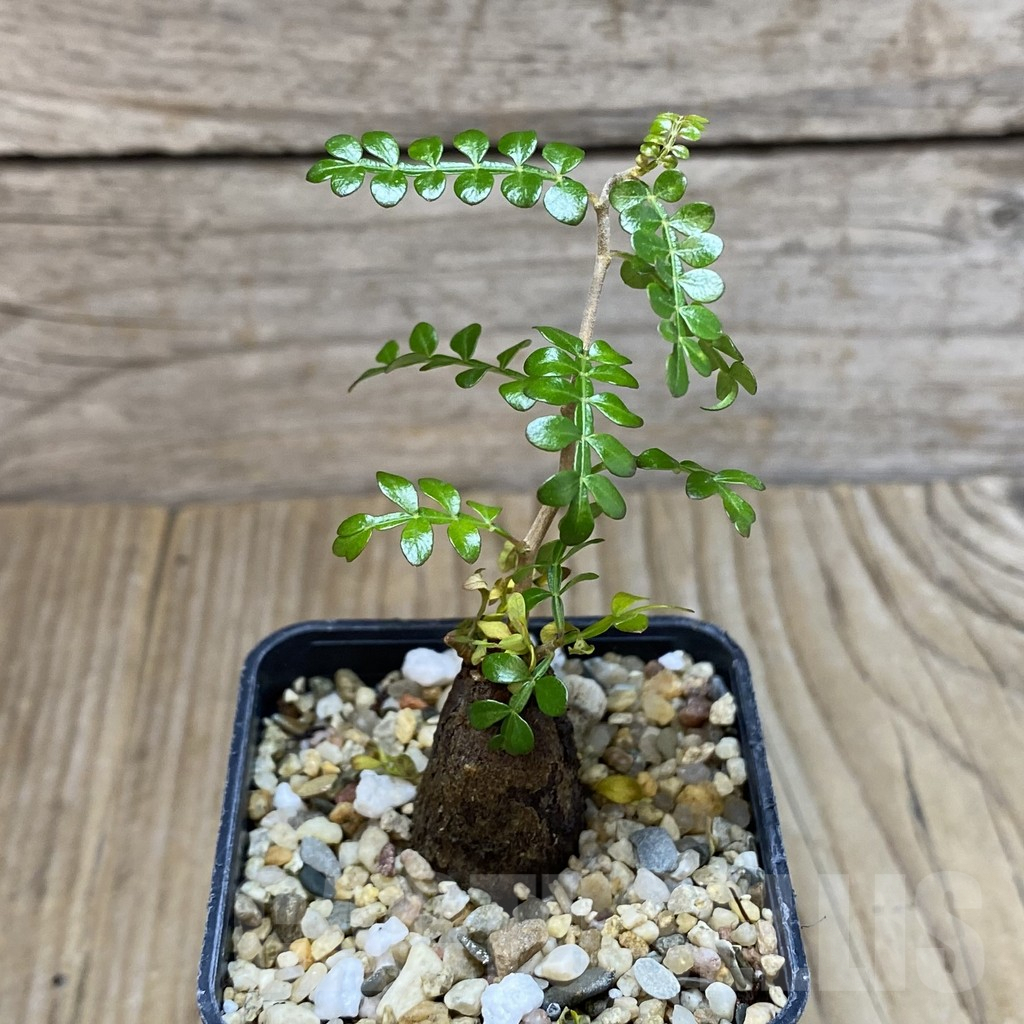 SH1946 Operculicarya decaryi - immagine 2