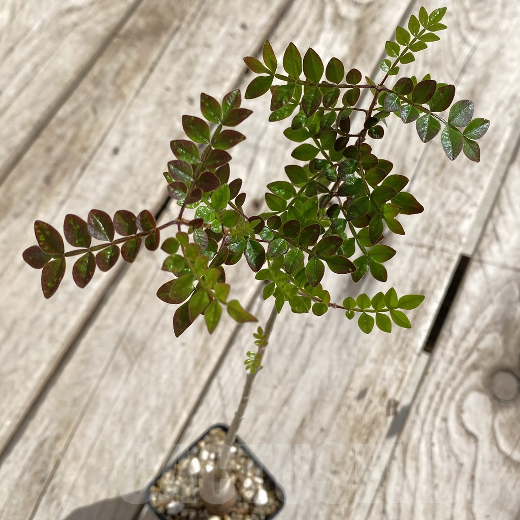 SH1947 Operculicarya borealis, seedling