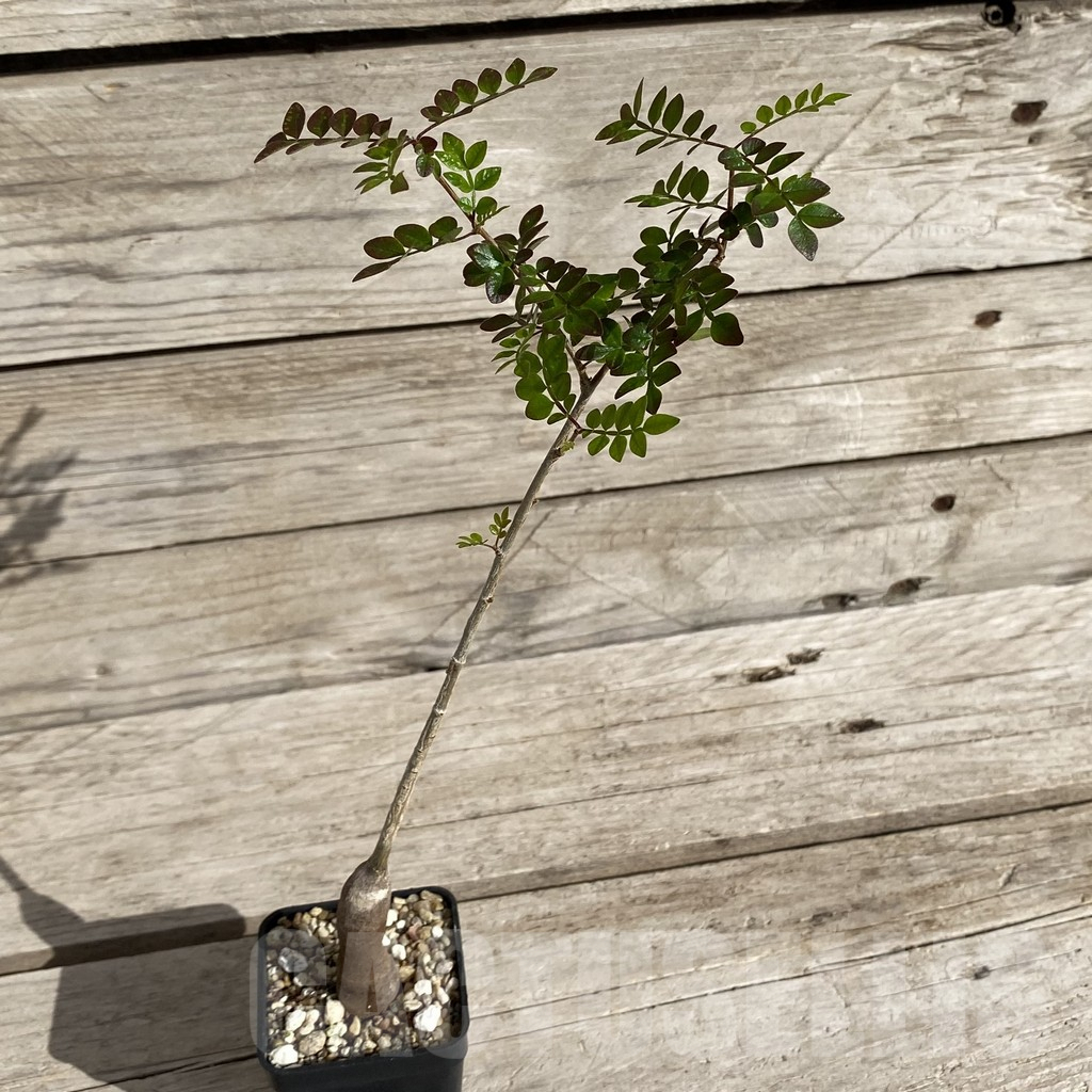 SH1947 Operculicarya borealis, seedling - immagine 2