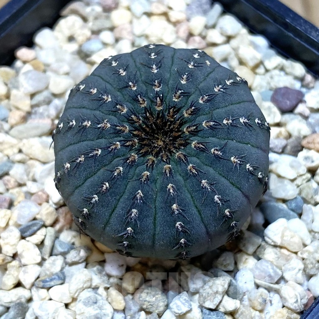 SH1948 Frailea asterioides