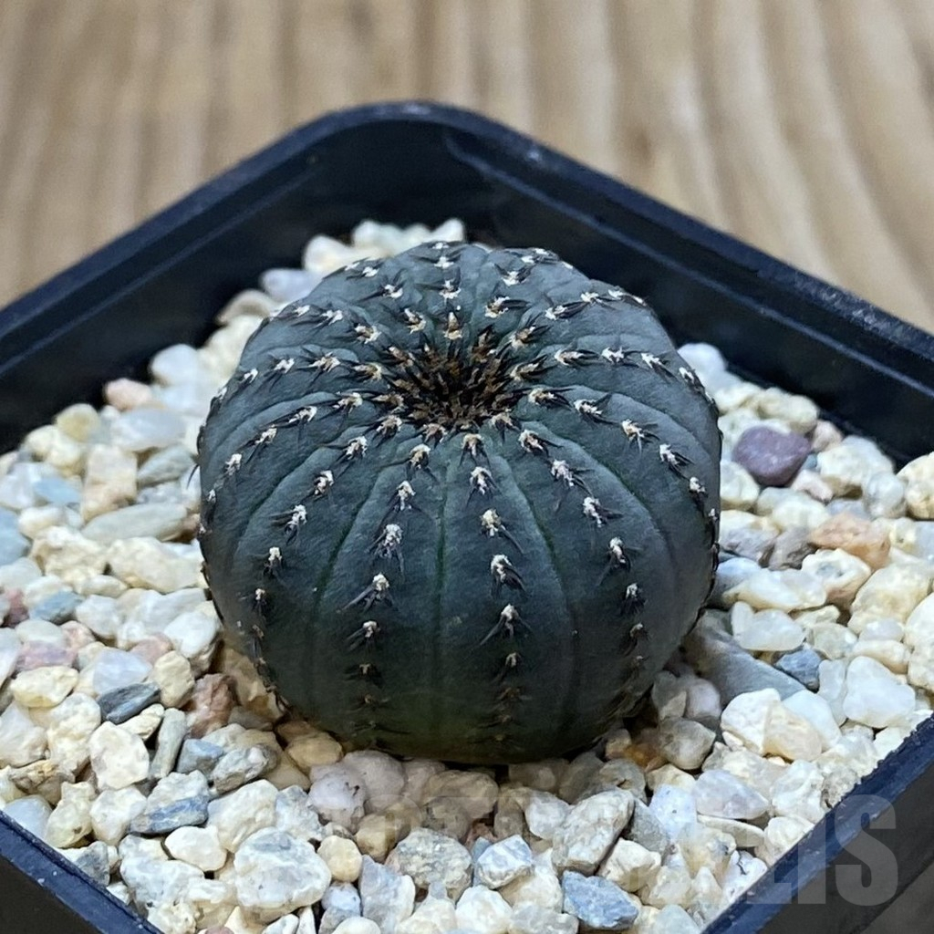 SH1948 Frailea asterioides - Obrázek 2