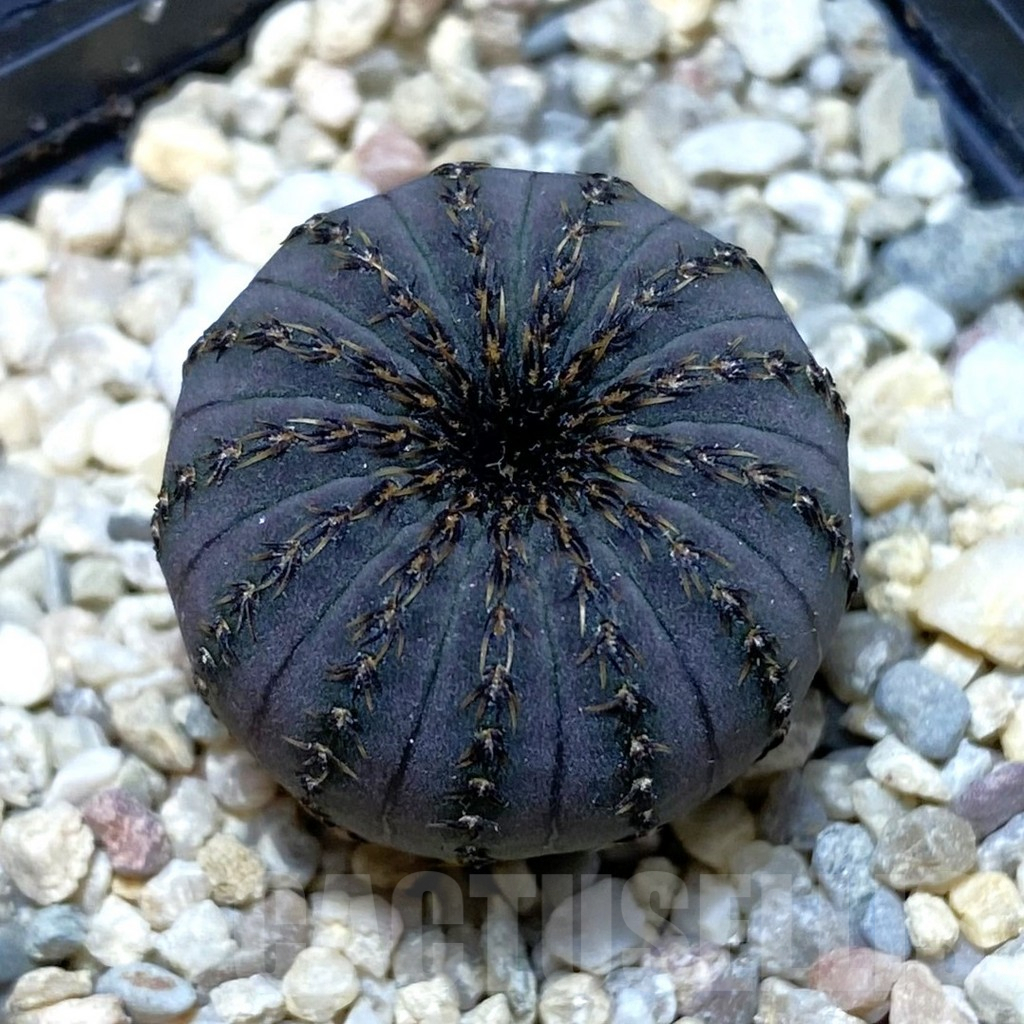 SH1949 Frailea asterioides