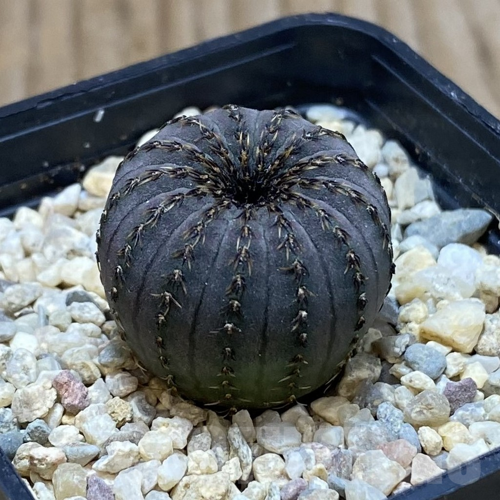 SH1949 Frailea asterioides - Image 2