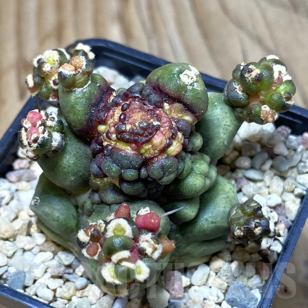 SH1950 Gymnocalycium mihanovichii ‘Transformer’