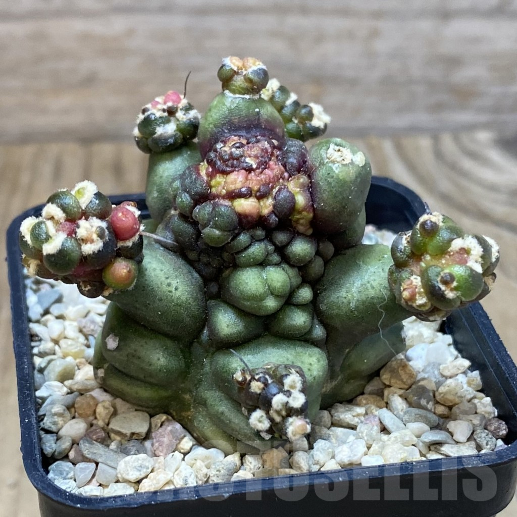 SH1950 Gymnocalycium mihanovichii ‘Transformer’ - Obrázek 2