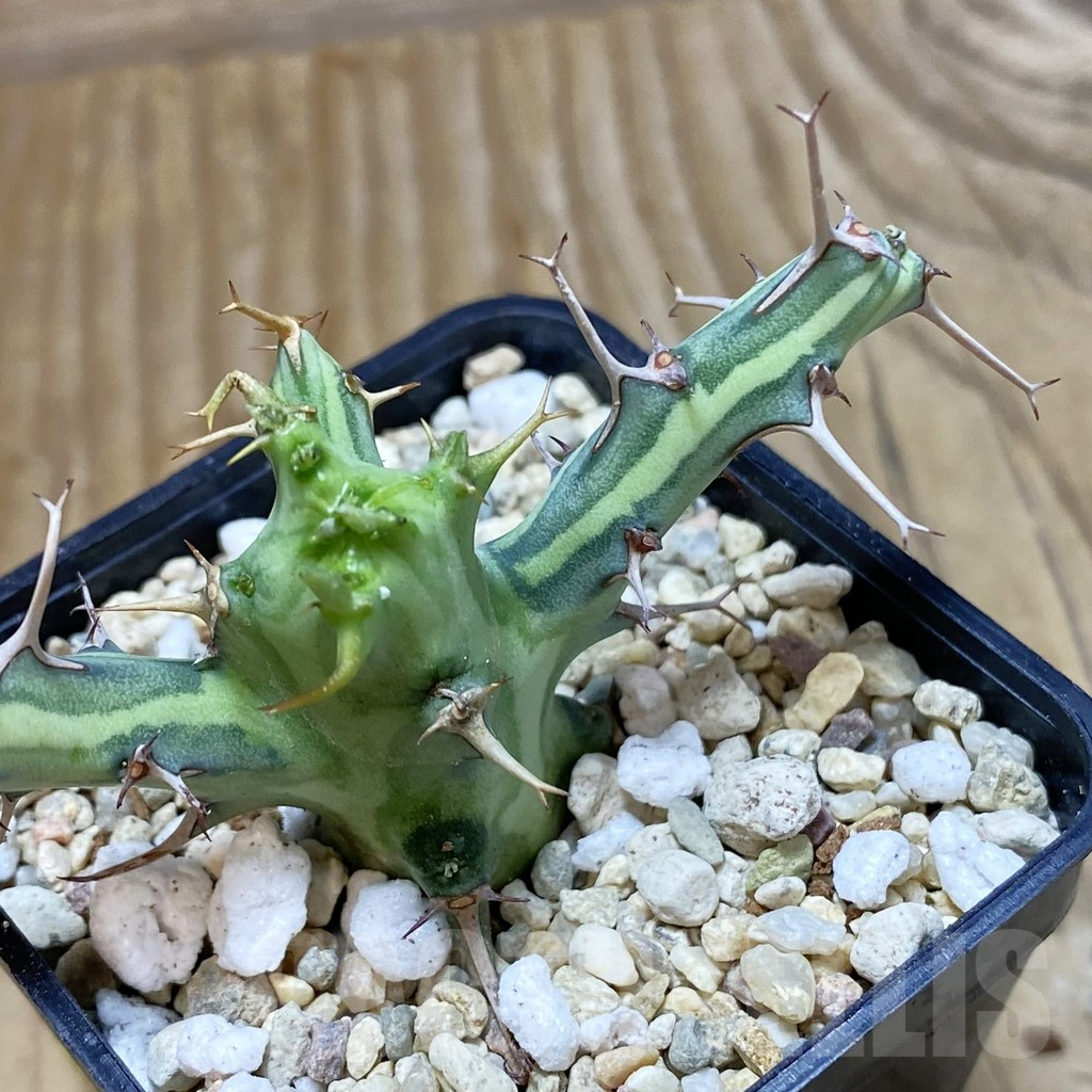 SH1952 Euphorbia schizacantha