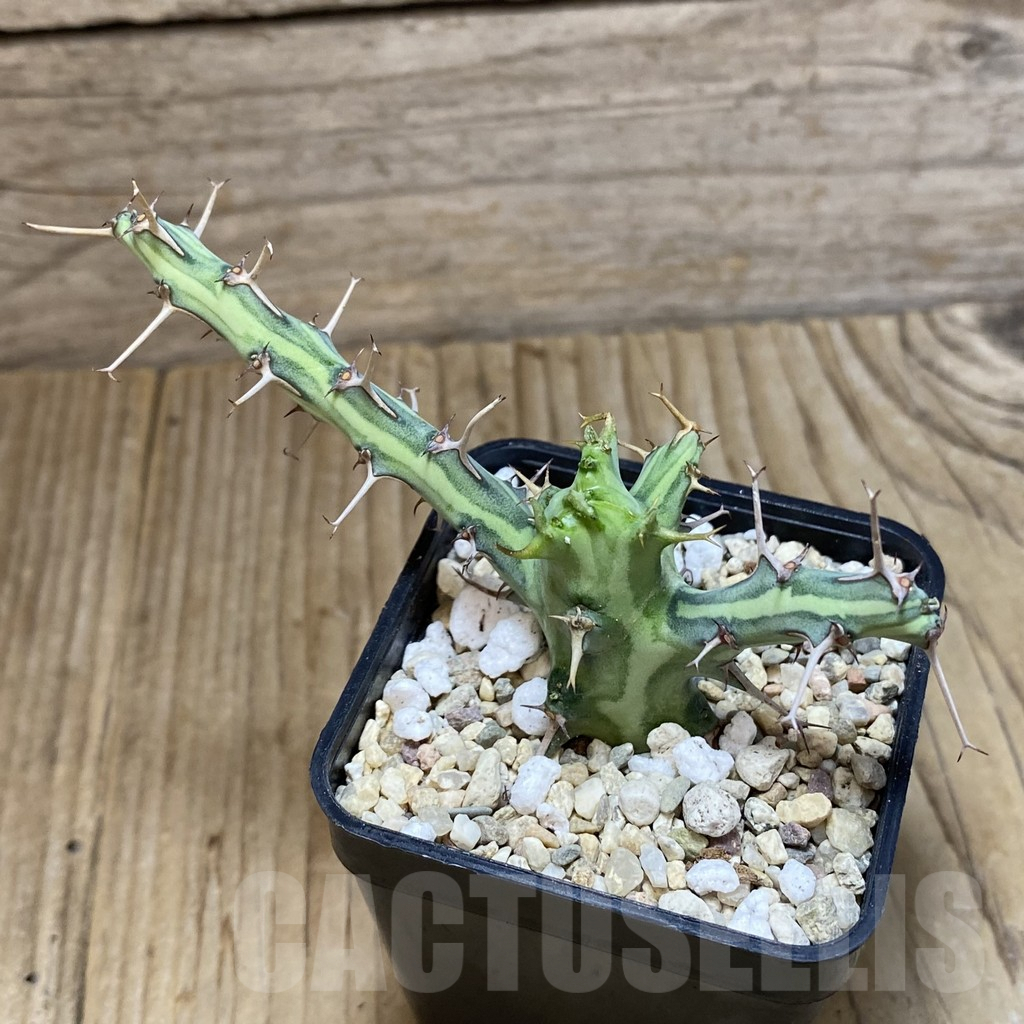 SH1952 Euphorbia schizacantha - Obrázek 2