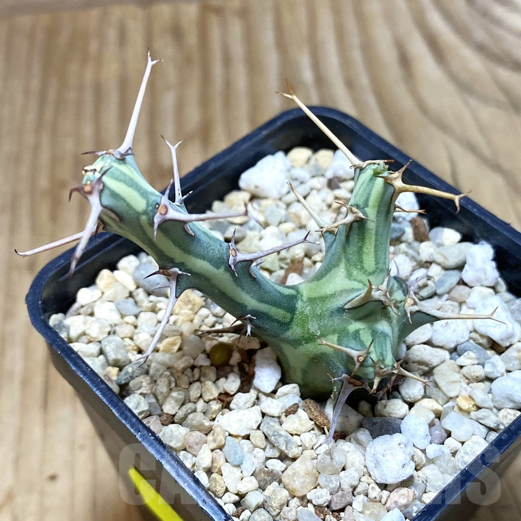 SH1953 Euphorbia schizacantha