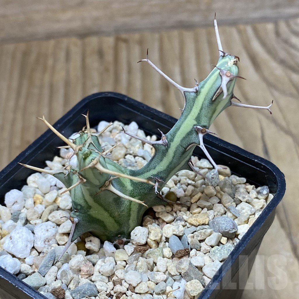 SH1953 Euphorbia schizacantha - Image 2