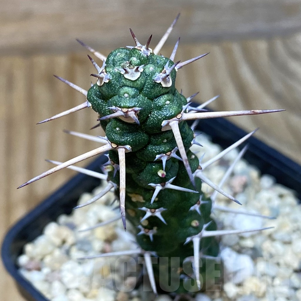 SH1954 Euphorbia ellenbeckii