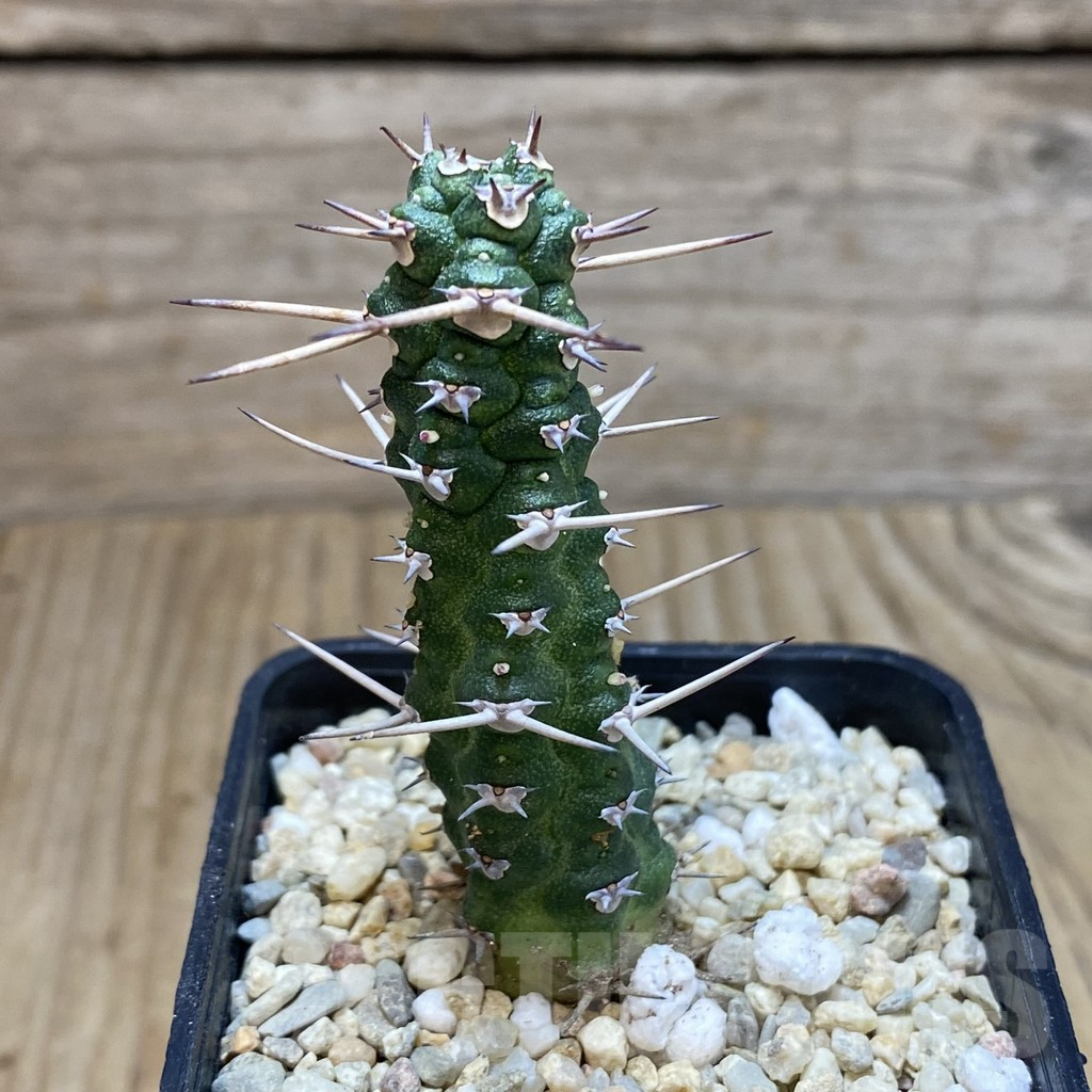 SH1954 Euphorbia ellenbeckii - Image 2